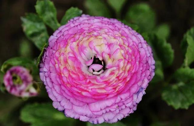 花的世界，芬芳美丽；醉了眼眸，美了心情