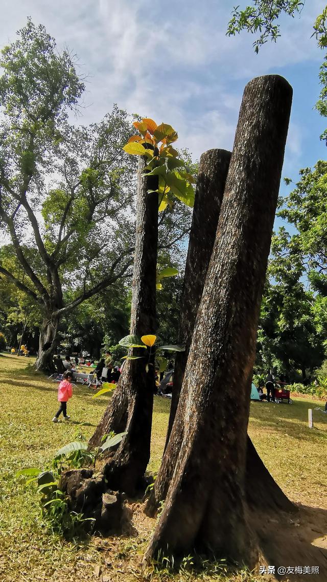 尖叶杜英 尖叶杜英（尖叶杜英价格） 生活