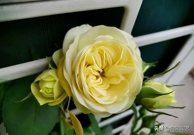 月季花的养殖方法 月季花的养殖方法（月季花的养殖方法和注意事项有哪些） 生活