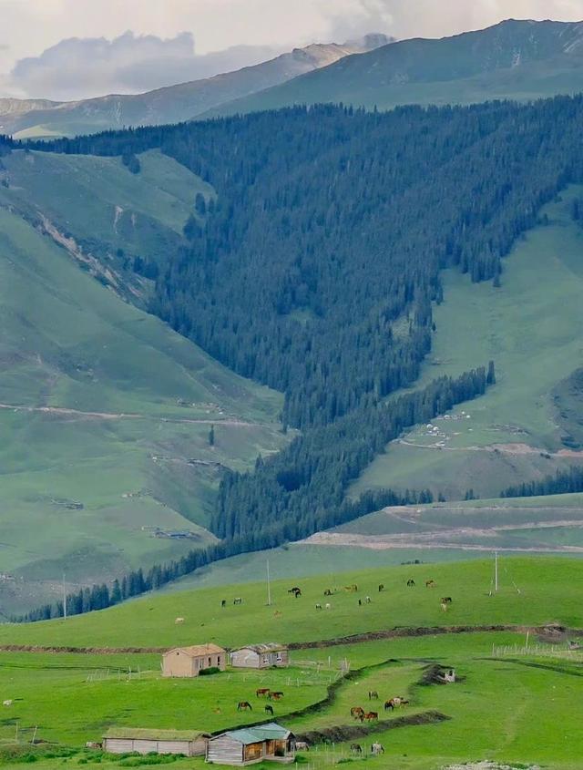 [万福云关键词自动回复]，微信打字出现的小动物有哪些