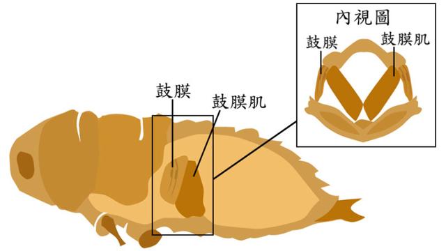 蟬是怎樣發聲的怎樣練習唱歌發聲