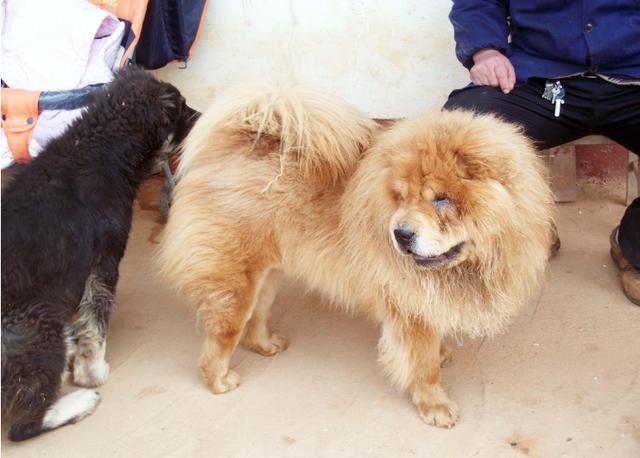 最好的护卫犬