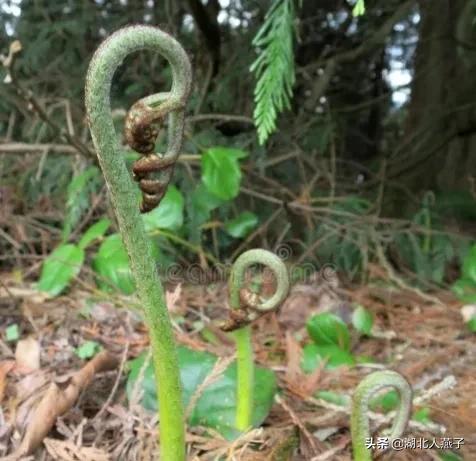 野菜有哪些