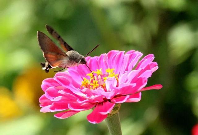 回顾春天百花争艳、招蜂引蝶图片大赏