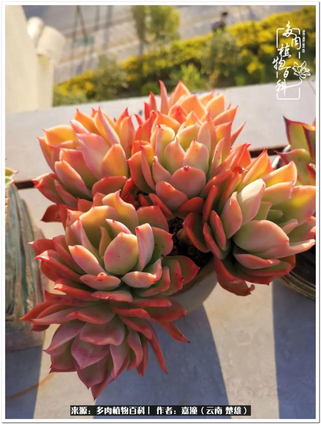 玉蝶铜芯电线价格表4平方,玉蝶铜芯线今日价格