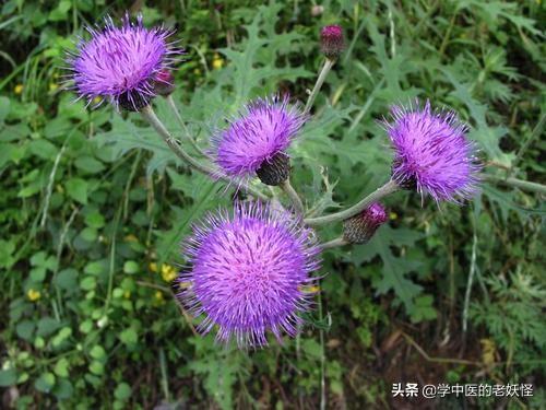 每天学习一味中药——大蓟