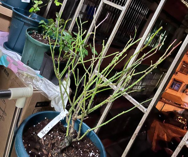 月季花的栽培