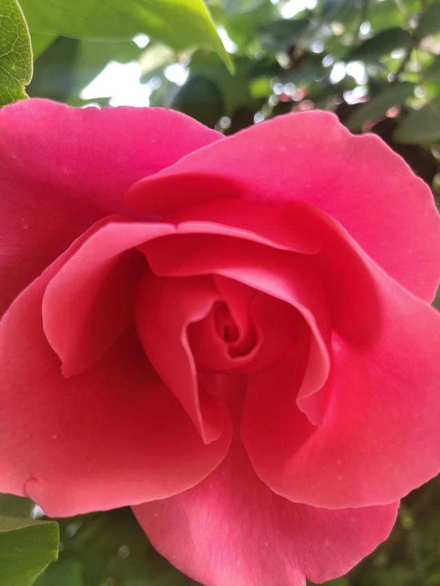 美丽的鲜花，姹紫嫣红，令人心情大好