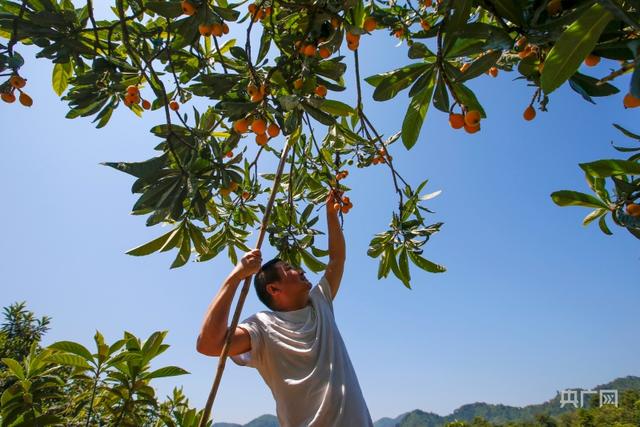 图集丨安徽歙县“三潭枇杷”成熟开采