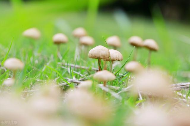 谷雨时节花满城