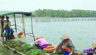 包含生蚝池过滤机的词条