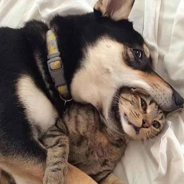猫狗打架,狗总是落在下风,为何人们看到的却是狗咬死猫?