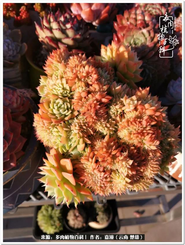 玉蝶铜芯电线价格表4平方,玉蝶铜芯线今日价格