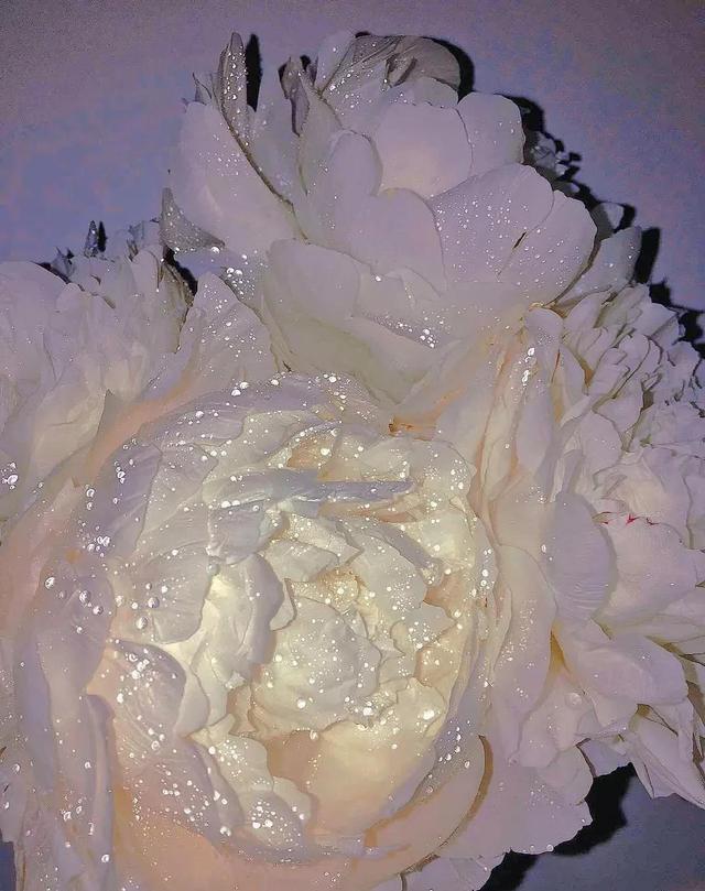 花是蓬勃的期许，是生命的礼遇，是春天的信使
