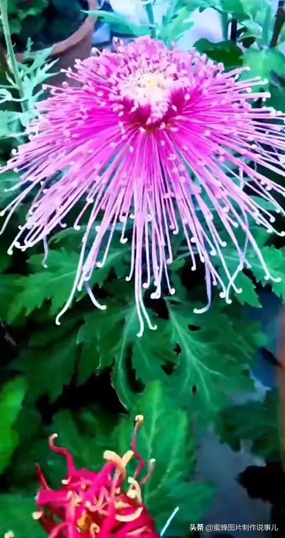 岁月，就是一场花开，花开时鲜艳夺目，芬芳浓郁，蝴蝶也随之而来