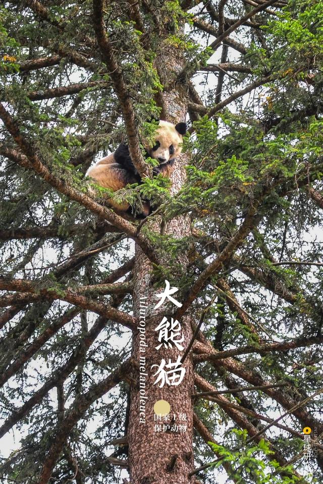 黄石洗砂机哪家便宜