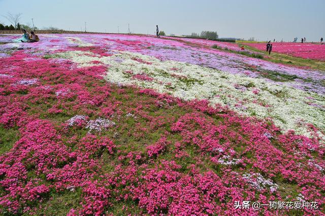 宿根花卉