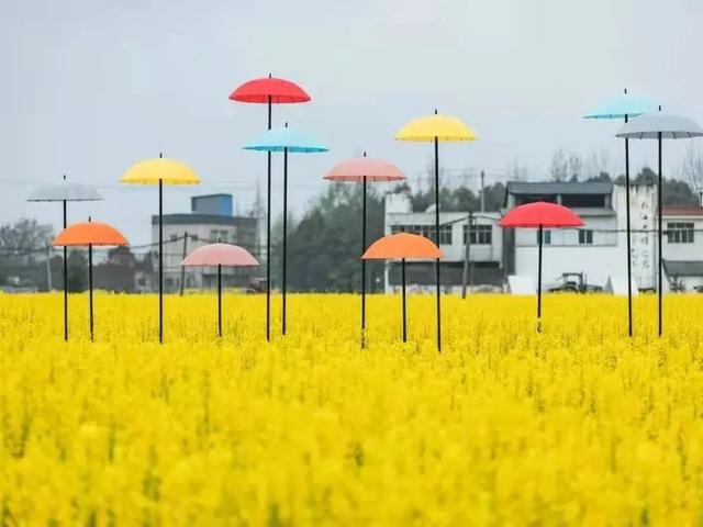 崇州田园花海“诗”会，等你来