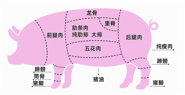 猪大肠结构示意图图片