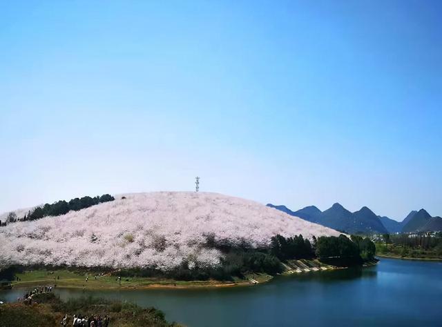 貴州被外媒評爲藍色星球最美櫻花園的景區，不出國門一樣精彩