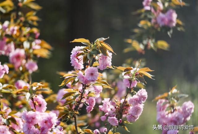 不必纠结梦想太遥远，无论前方是草原还是沙漠，都是风景