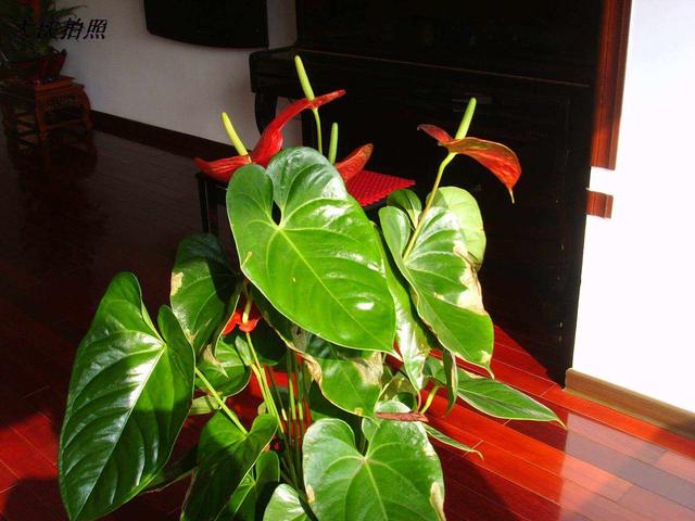 阴性花卉有哪些 16种喜"阴"花,适合养在"光照少"的地方,光太强反而长