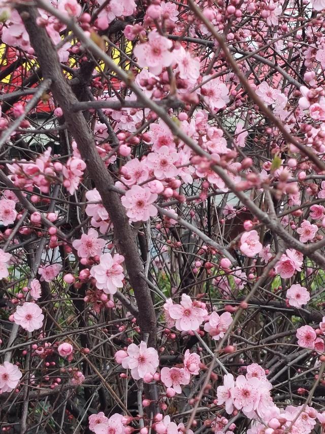 正当春花烂漫时