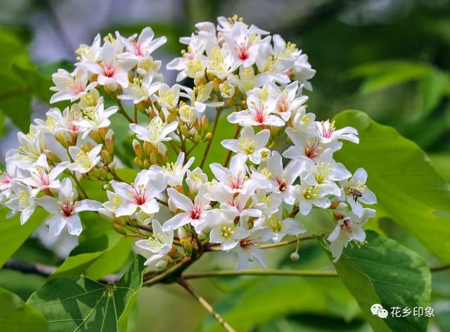 人间四月芳菲盛 桐油花开醉迷人