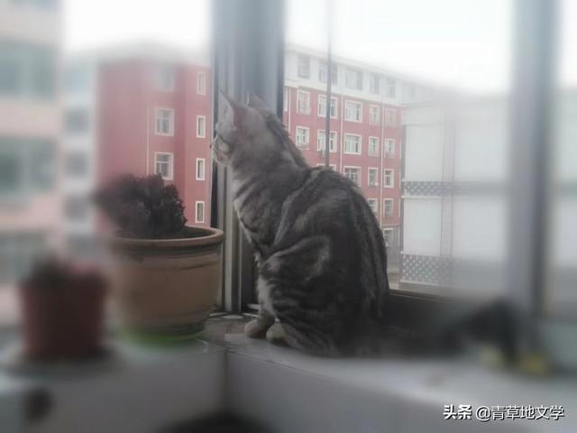 青草地文学：宠猫诗三首（组诗）
