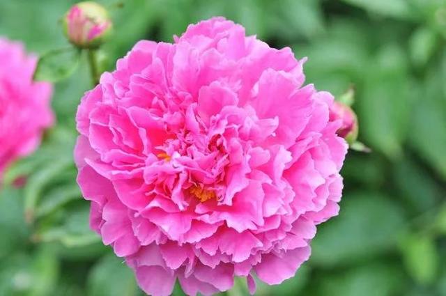 花的世界，芬芳美丽；醉了眼眸，美了心情