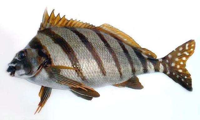 海洋鱼类图片及名称波纹唇鱼图片大全