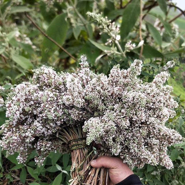 密蒙花 密蒙花（密蒙花粉怎么吃） 生活