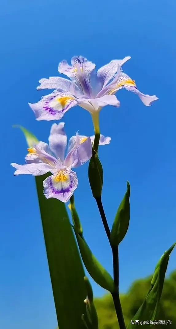 一花一叶即菩提，一草一木皆有情