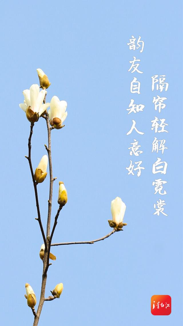 来了 青白江初春赏花地图 新闻时间