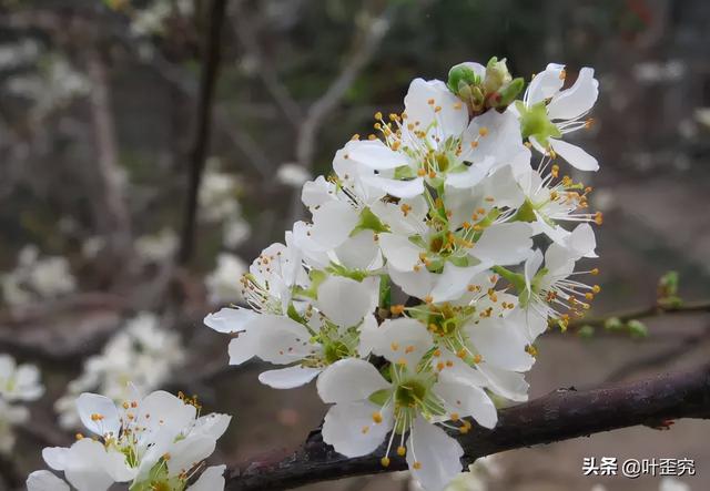 11月开什么花