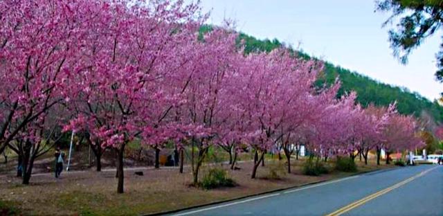 桜花