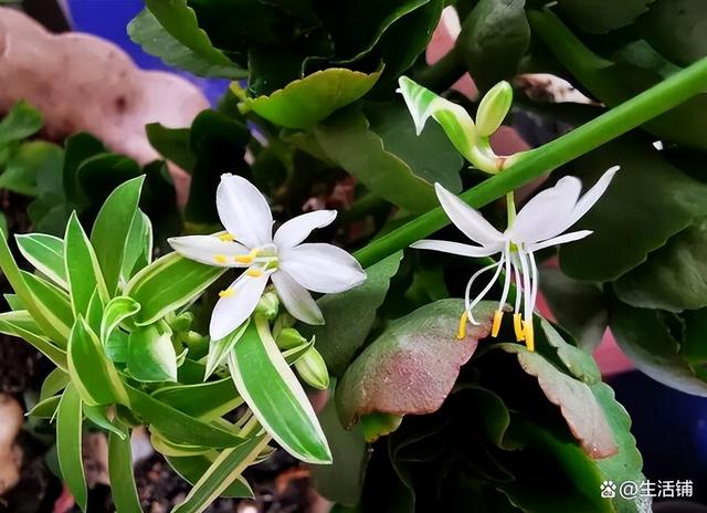 吊兰开花 吊兰开花（吊兰开花预示着什么） 生活