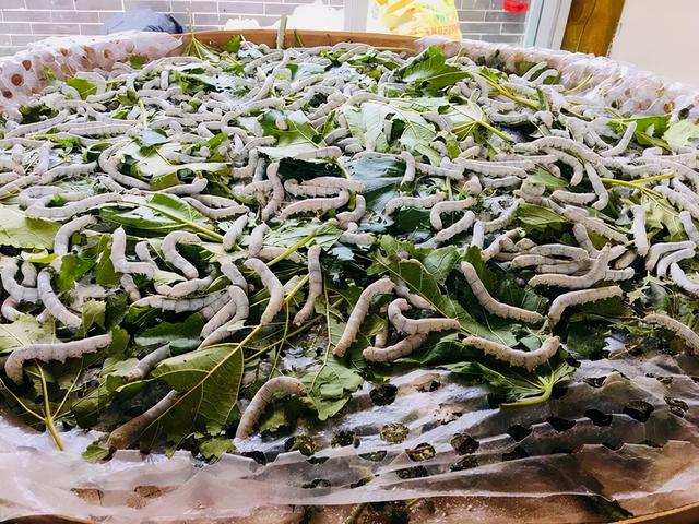 這個冬天，你應該去一趟廣西之崇左玉林靖西