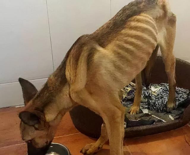 狗狗怎么喂着就瘦了(狗越喂越瘦咋回事)-艾拉养犬