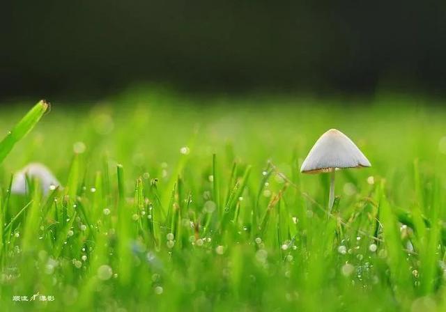 春回大地 万物复苏,春回大地,万物复苏写一段话?-营销圈