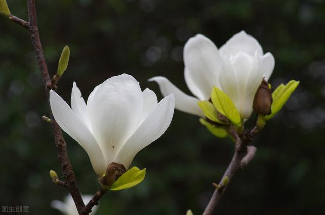 木兰花花语