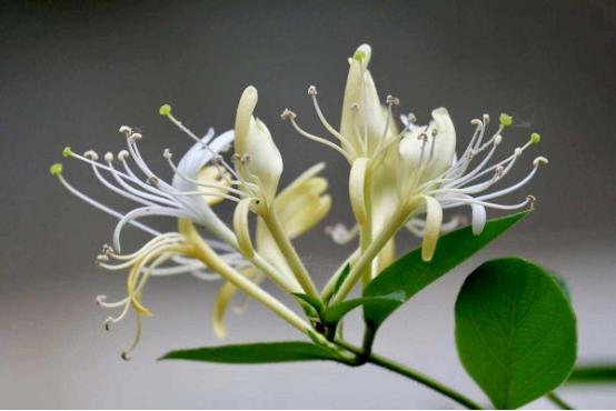 4种可以吃的花,不仅观赏价值高,而且健康美味又养颜  第2张