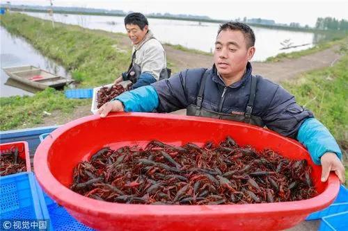 今年的小龙虾为什么不香了，十元一斤没人买了？