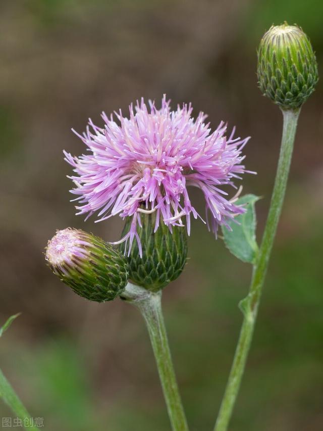 含钙最高的青菜是哪种 啥菜含钙多