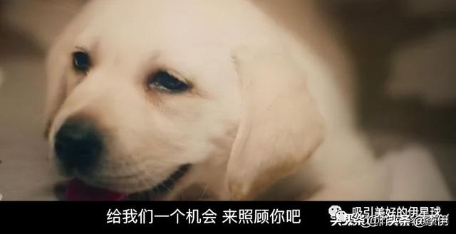 导盲犬小q好看吗 导盲犬小q好看吗（导盲犬小q国语高清） 动物