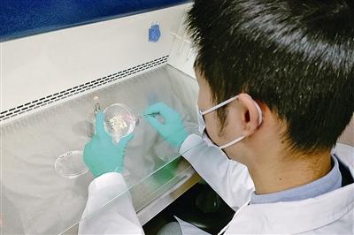 两周内即可将塑料降解为碎片可以“吃”塑料的海洋微生物在青发现