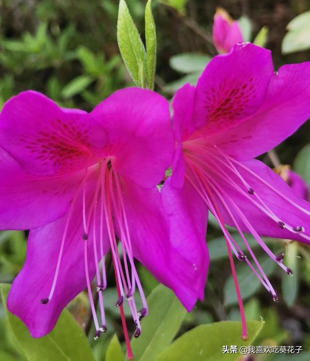 只为杜鹃来开花