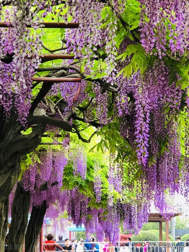 藤花前——独过静心斋
