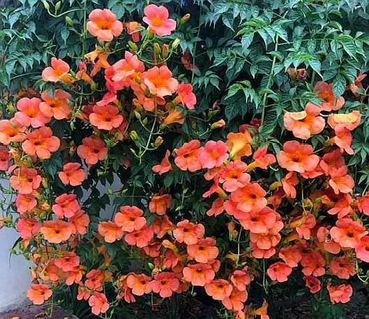凌霄花开红艳艳