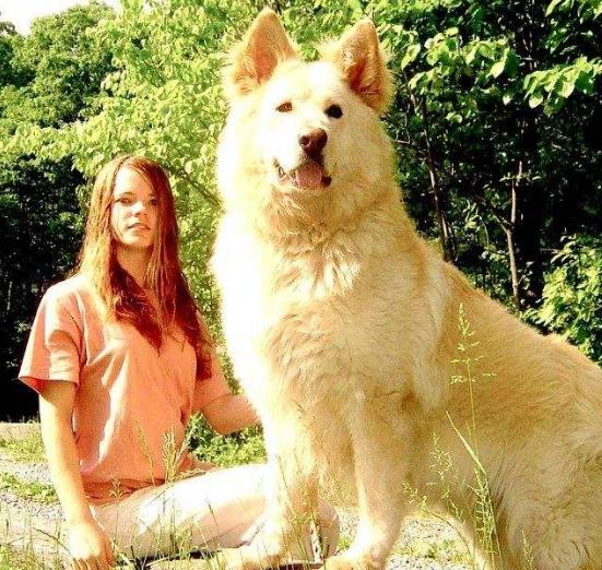 女人爱狗狗